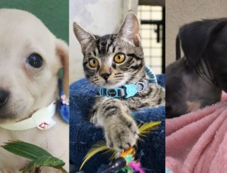 Pensando em adotar um pet? Feira reúne 77 animais no próximo sábado