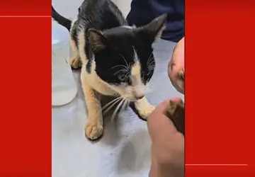 VÍDEO: Gato é pendurado pelo pescoço em muro de casa no DF
